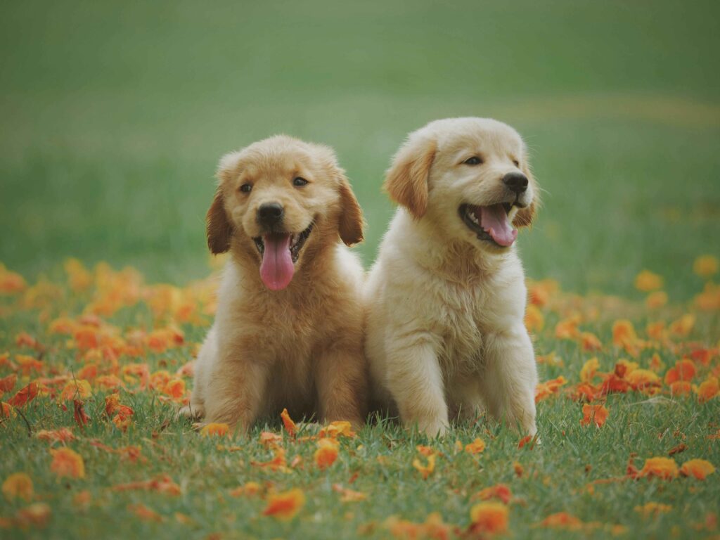 dog accessories