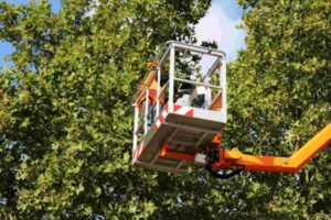 tree services
