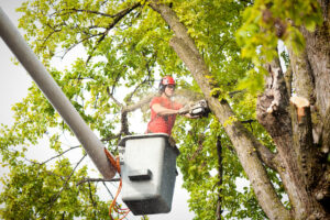 Advanced Tree Service