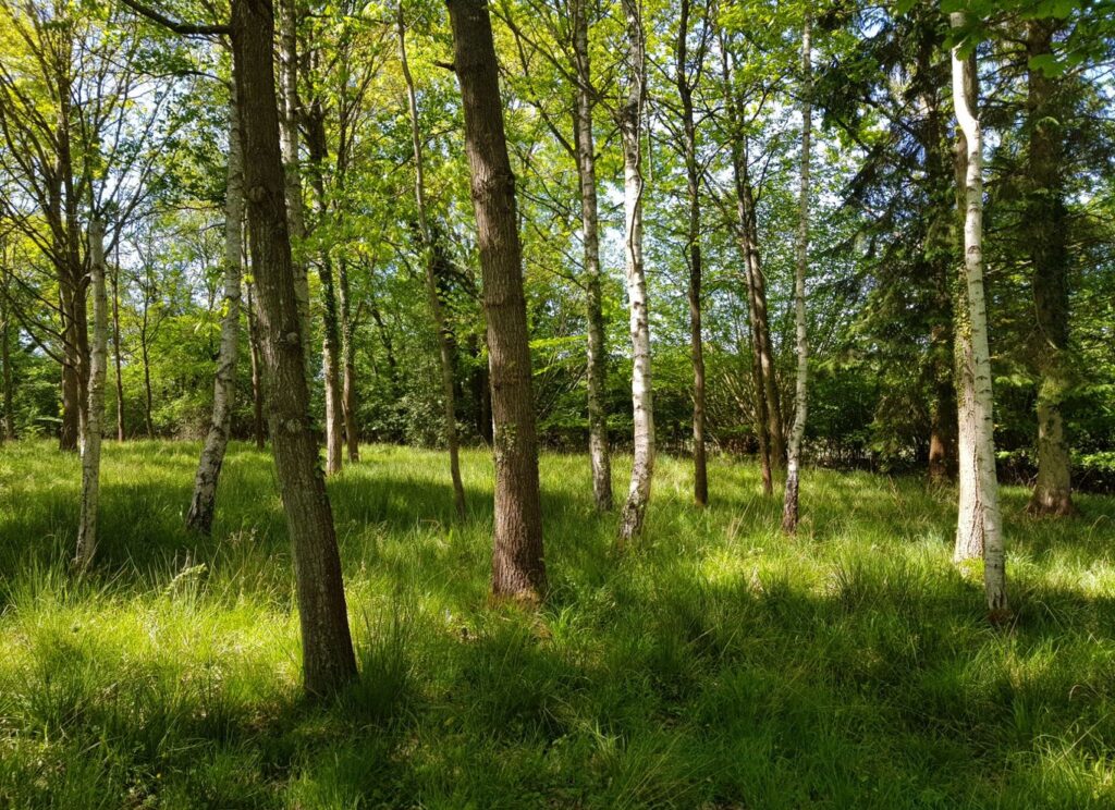 Health Benefits of BNG Trees You Didn’t Know About