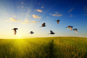 bird flying in your house meaning