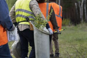 advanced tree service
