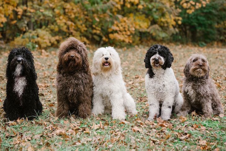 dog breeds barbet