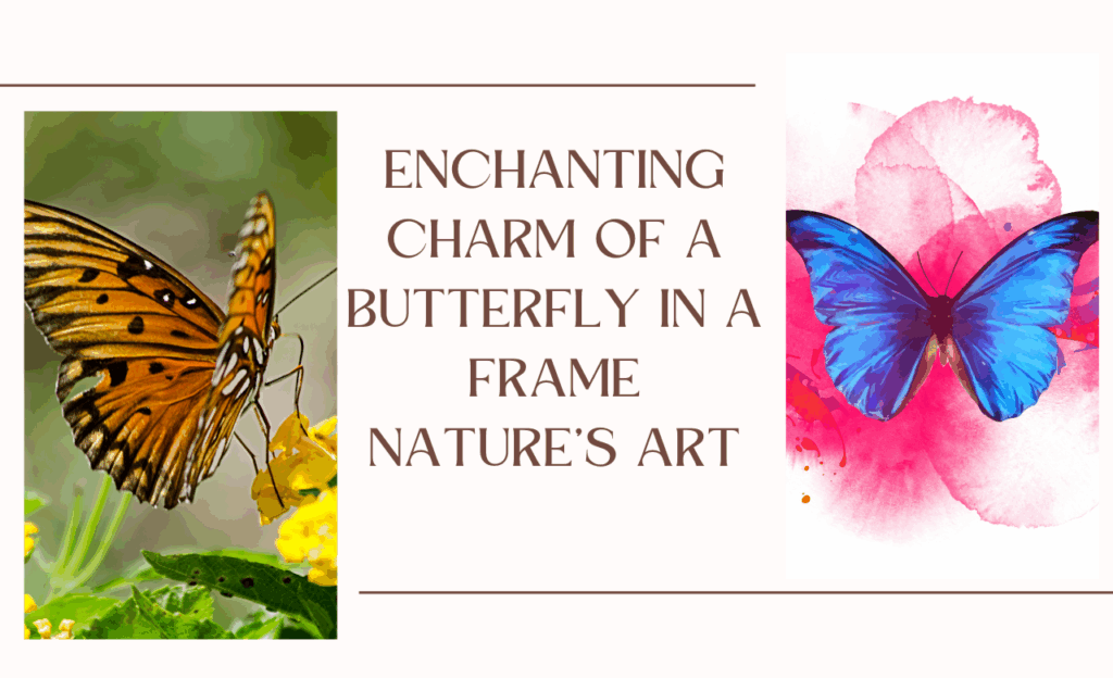 Butterfly in a Frame