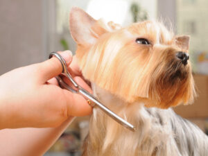 Mobile Grooming for Seniors: Easier on Dogs & Owners