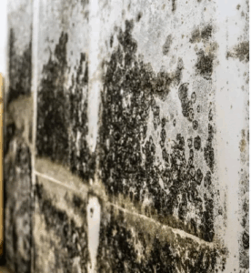 Mold Testing Beverly Hills