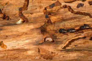 Termite Baiting