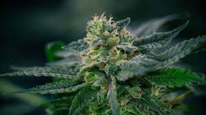 Buy cheap weed online