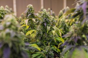 Weed Delivery in Kitchener