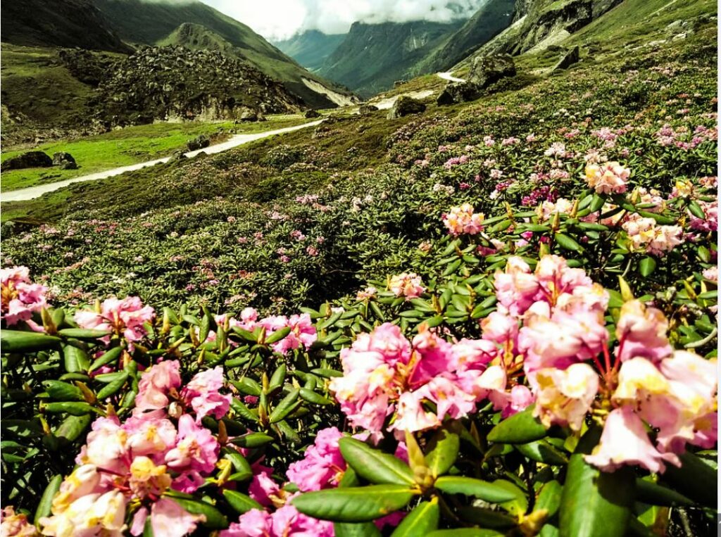 Lachung travel package
