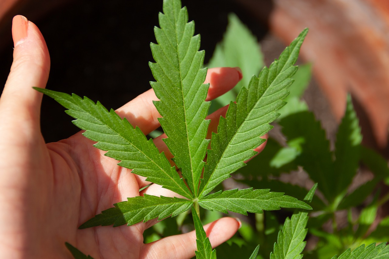 Medical Marijuana Card in Connecticut