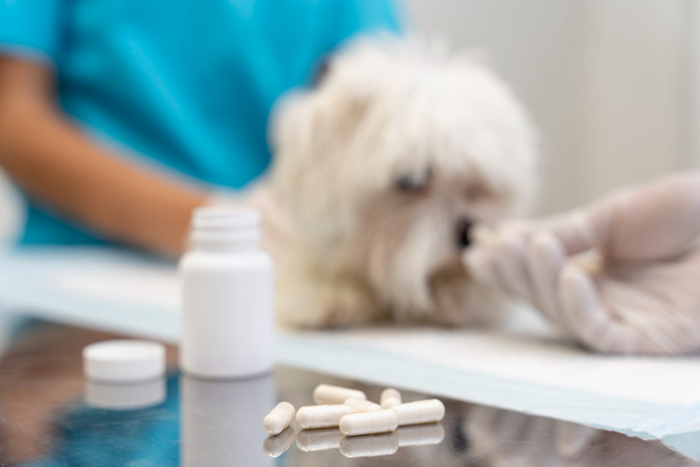homeopathic veterinary medicine