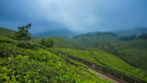 munnar tour package from cochin (1)