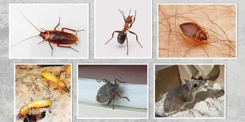 pest control in scottsdale az
