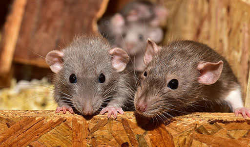 Rodent-Proof Your Brisbane Home: Tips and Tricks for a Pest-Free Environment