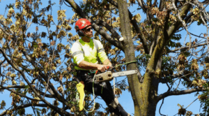 tree removal