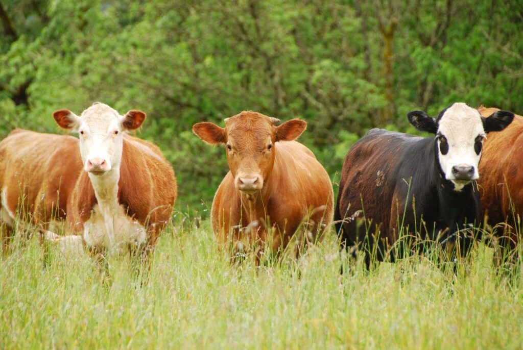 beef cattle farming