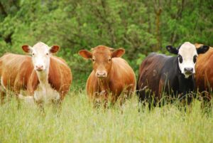 beef cattle farming