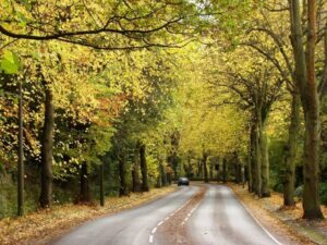arboricultural consultancy