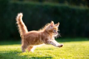 cat hairballs