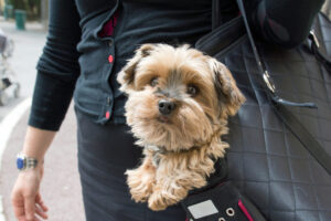 dog travel suitcase