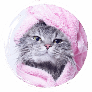 cat grooming san diego ca 