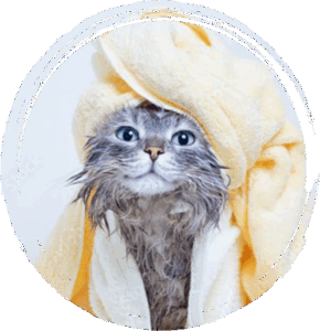 dog grooming in san diego