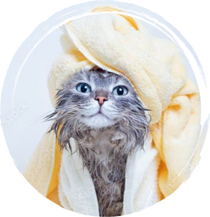 dog grooming in san diego