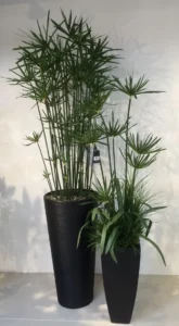https://dogargardens.com/product/umbrella-palm-plants/