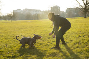 Designing Pet-Friendly Cities