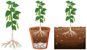 Mycorrhizal Powder