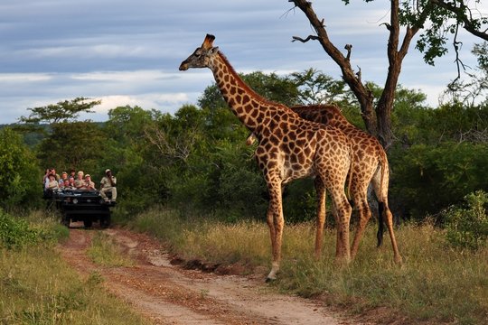 Wildlife Safaris