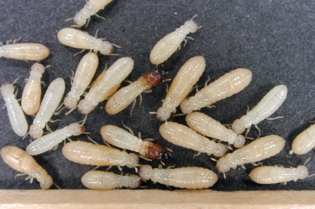 Termites are among the most destructive household pests, capable of causing severe structural damage if left undetected. While many people are familiar with adult termites, tiny baby termites often go unnoticed because of their small size and pale appearance. These immature termites can quietly infiltrate wooden structures, feeding on cellulose materials long before visible signs appear. If you understand how to recognize and manage them early, you can prevent a minor infestation from turning into a costly problem. For a detailed breakdown of their habits and early signs, you can explore this comprehensive guide on tiny baby termites. Understanding the Life Cycle of Termites To effectively identify and control baby termites, it’s important to understand the termite life cycle. Termites undergo incomplete metamorphosis, meaning they do not go through a pupal stage like many insects. Instead, they hatch from eggs as nymphs — essentially the “baby” stage — and gradually develop into adults through molting. The main stages are: Eggs – Laid by the queen, termite eggs are tiny, white, and oval-shaped. Nymphs (Baby Termites) – After hatching, these pale-colored young termites start small but quickly grow in size. Workers, Soldiers, and Reproductives – Depending on colony needs, nymphs develop into specific castes. Swarmers (Alates) – Mature reproductive termites that leave the colony to start new ones. Knowing this cycle helps homeowners detect infestations at an early stage. Physical Appearance of Baby Termites Baby termites, or nymphs, are extremely small and often transparent or cream-colored. This makes them easy to confuse with other insects like ants. Key characteristics include: Size: Only a few millimeters long. Color: Pale, creamy white to translucent. Shape: Straight antennae and a soft body. Wings: Absent in the nymph stage, unlike reproductive adults. Their soft bodies make them highly vulnerable to dehydration, so they live deep within wood, soil, or mud tubes to maintain moisture levels. Common Places to Find Baby Termites Tiny baby termites usually remain hidden inside the colony or feeding areas. However, there are certain spots where they are more likely to be found: Inside Wooden Furniture – Especially items in contact with the floor or walls. Under Skirting Boards and Baseboards – Hidden feeding tunnels may be nearby. In Crawl Spaces and Basements – Dark, damp areas are ideal for termites. Within Wooden Beams or Flooring – Infestation often begins internally before visible damage occurs. Behind Walls – Particularly drywall or plaster with cellulose content. Regular inspections of these areas can help detect termites before extensive damage happens. Signs of Baby Termite Activity Although baby termites themselves are rarely seen, their presence can be inferred from the following signs: Mud Tubes – Narrow tunnels made from soil and saliva for traveling safely. Hollow-Sounding Wood – Tapping may reveal weakened, empty spaces inside wood. Discarded Wings – While baby termites don’t have wings, adult swarmers leave them behind. Frass (Termite Droppings) – Small, pellet-like droppings indicate feeding activity. Peeling Paint or Bubbling Wallpaper – Caused by trapped moisture from termite activity. Differences Between Baby Termites and Ants Baby termites can be mistaken for ants, particularly white ants, but there are key differences: Feature Baby Termites Ants Antennae Straight Bent (elbowed) Waist Thick, no pinched waist Narrow, pinched waist Color Pale, cream-colored Brown, black, or red Wings (Adults) Equal length Front wings longer Spotting these distinctions is essential for proper pest control. Why Baby Termites Are a Threat While baby termites themselves cannot cause as much immediate damage as adult workers, they represent the future workforce of the colony. Every baby termite that survives to adulthood will contribute to ongoing feeding, tunneling, and destruction. Ignoring them gives the colony time to grow in size and strength, making eradication much harder and more expensive. How to Inspect for Baby Termites A careful home inspection can reveal early infestations. Here’s a step-by-step approach: Check Wooden Surfaces – Tap to listen for hollow sounds. Examine Baseboards and Door Frames – Look for cracks or mud tubes. Inspect the Foundation – Termites often enter through cracks or gaps. Look in Attics and Crawl Spaces – These hidden areas often harbor colonies. Use a Flashlight and Magnifying Glass – This helps spot tiny movement and damage patterns. If you’re unsure about what you’ve found, you can refer to this visual guide on what do baby termites look like for accurate identification. Controlling Baby Termites Naturally If caught early, small termite infestations can sometimes be managed with natural or preventive measures: Reduce Moisture Sources – Fix leaks and improve ventilation. Expose Wood to Sunlight – Termites cannot survive in hot, dry conditions. Use Orange Oil or Neem Oil – These natural treatments can kill termites on contact. Create Physical Barriers – Sand or steel mesh around the foundation can block entry. Natural methods are most effective for very small infestations or as preventive steps. Professional Termite Control Options When baby termites are found in large numbers or deep within structures, professional intervention is essential. Pest control companies typically use: Liquid Termiticides – Applied to soil to form a protective barrier. Bait Stations – Lure termites to consume poisoned cellulose, gradually killing the colony. Foam Injections – Fill voids in walls or furniture where termites hide. Fumigation – Used for severe infestations, sealing the structure and introducing lethal gas. Professionals can also provide follow-up inspections to ensure termites don’t return. Preventing Future Infestations Once you have eliminated baby termites, prevention is key: Keep Wood Away from Soil – Store firewood above ground and away from your home. Seal Cracks in the Foundation – Prevent entry points. Maintain Gutters and Downspouts – Ensure water drains away from the foundation. Schedule Annual Inspections – Especially in areas prone to termites. Install Termite Shields – Metal barriers that block access to wood. Why Early Detection Saves Money The longer a termite colony remains undetected, the more damage it causes. Baby termites can mature into thousands of wood-eating adults within a year. Early identification not only saves money on repairs but also reduces the need for aggressive chemical treatments. Final Thoughts Baby termites may be small, but they represent a significant threat to your home’s structural integrity. Learning to identify their appearance, understanding where they hide, and taking quick action can prevent extensive damage. Combining preventive measures with timely professional treatment ensures your home stays termite-free. By staying informed and proactive, you can protect your property from one of nature’s most persistent pests.