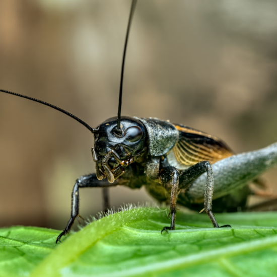 pest control